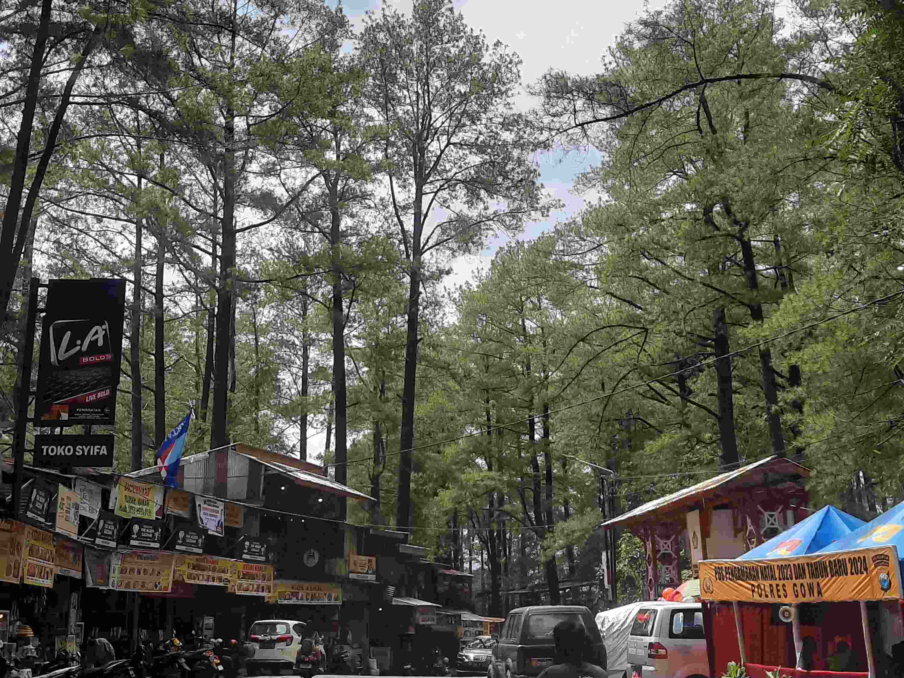 Hutan Pinus Malino